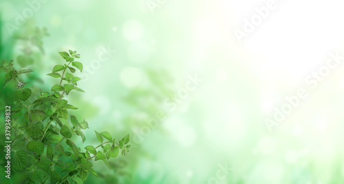 Horizontal banner with green peppermint leaves © frenta