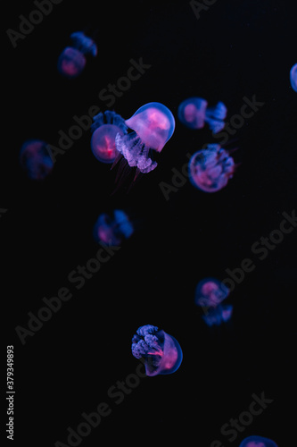 school of jellyfish