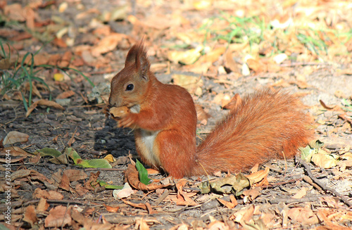 squirrel © sosnytskyi
