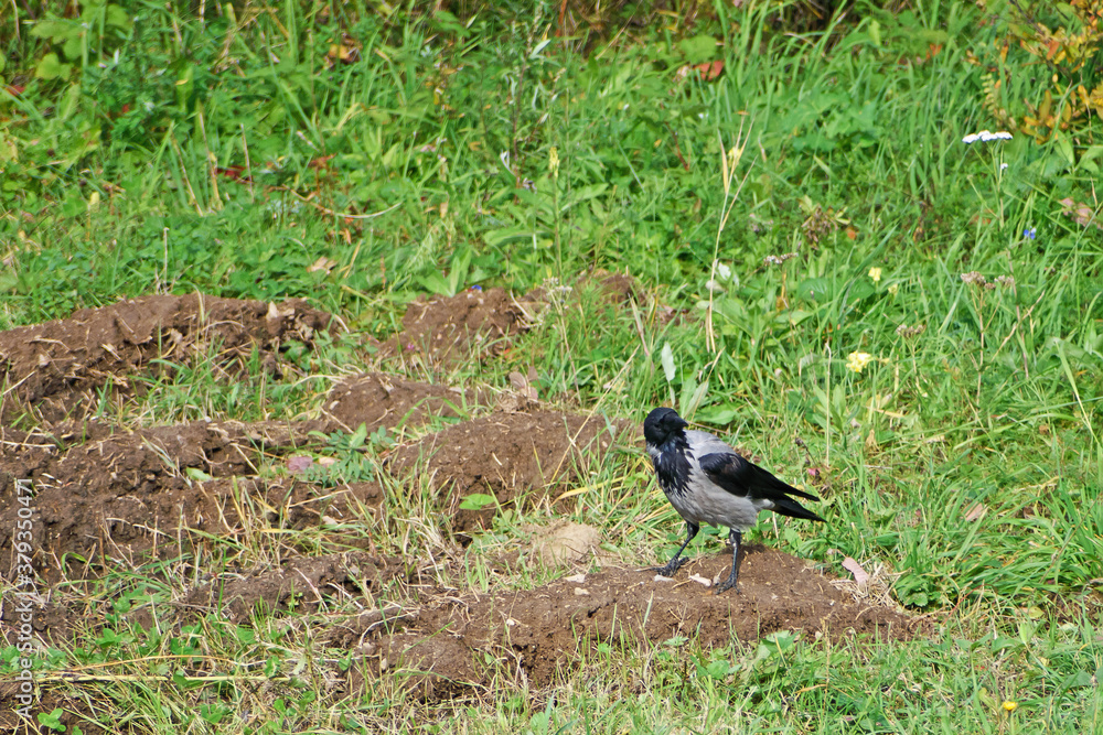 A crow sat down in a clearing near a ploughed field to look for worms A crow sat down in a clearing near a ploughed field to look for worms