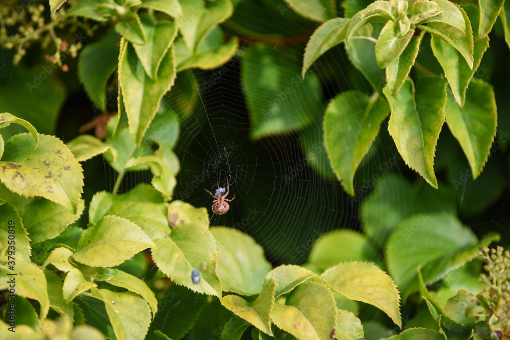 Spider in a web ready to catch insects with detail of cobweb in morning light Spider in a web ready to catch insects with detail of cobweb in morning light