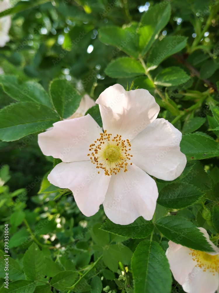 Obraz premium tree blossom