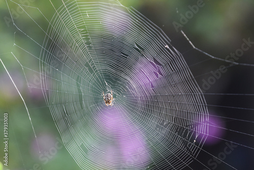 Spider in a web ready to catch insects with detail of cobweb in morning light