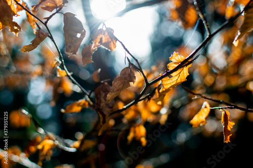 Herbstblätter im Wald, Herbstbeginn