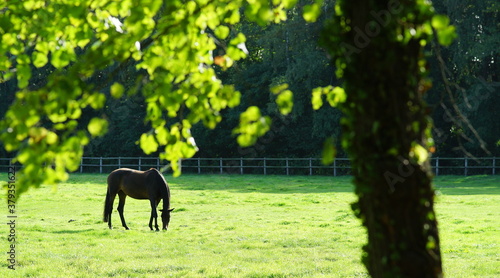 Fototapeta Naklejka Na Ścianę i Meble -  Horse mare grazes in the pasture