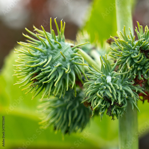 Photos Castor bean seeds are a source of ricin