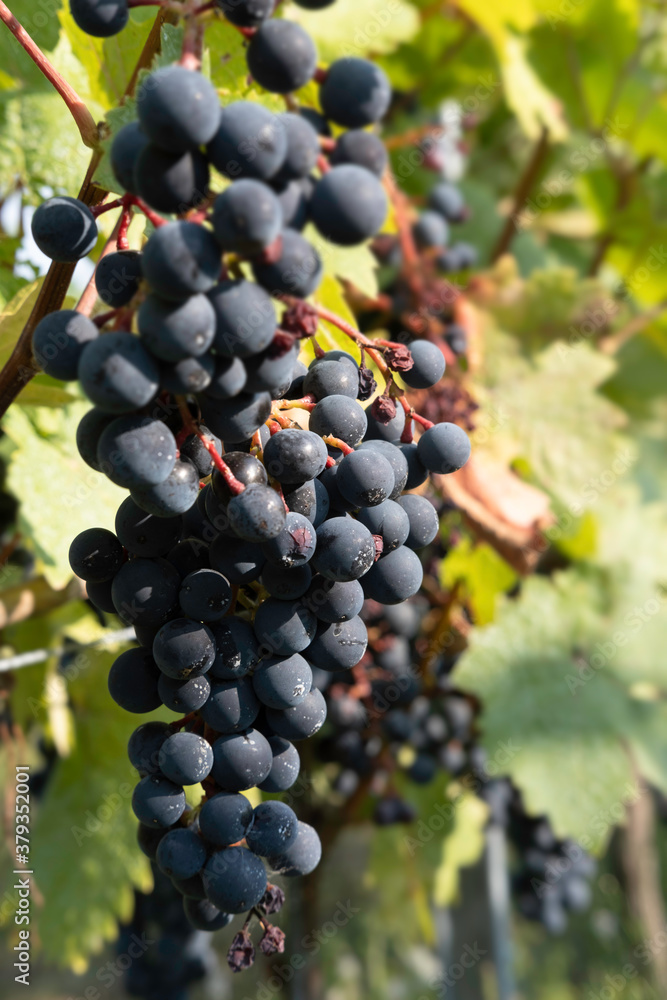Large cluster of red wine grapes hang from a vine with beautiful leaves around it