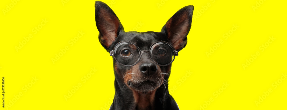 adorable pincher doggy wearing glasses