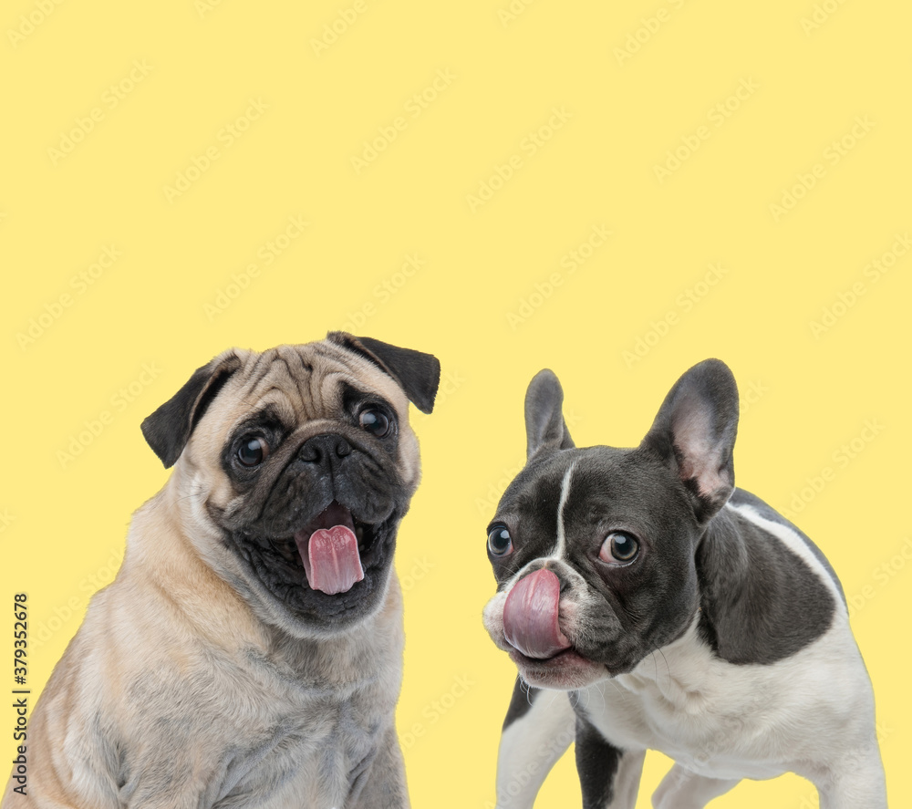couple of dogs sticking out tongue and licking nose