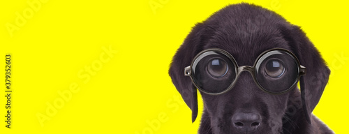 timid labrador retriever puppy with big eyes wearing glasses © Viorel Sima