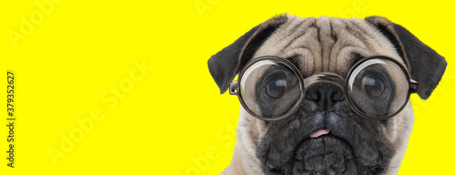 disoriented pug dog wearing glasses and sticking out tongue © Viorel Sima