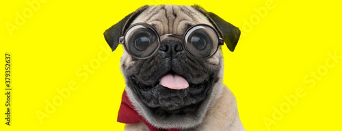 happy pug dog wearing glasses and bowtie