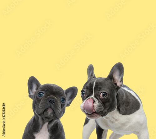 contrast between a little and mature french bulldog dog