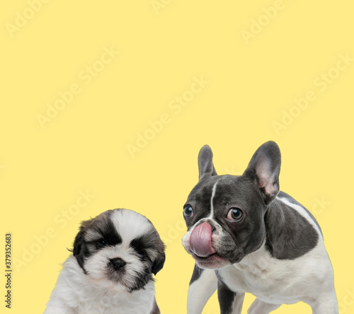couple of dogs sitting and licking nose happy © Viorel Sima