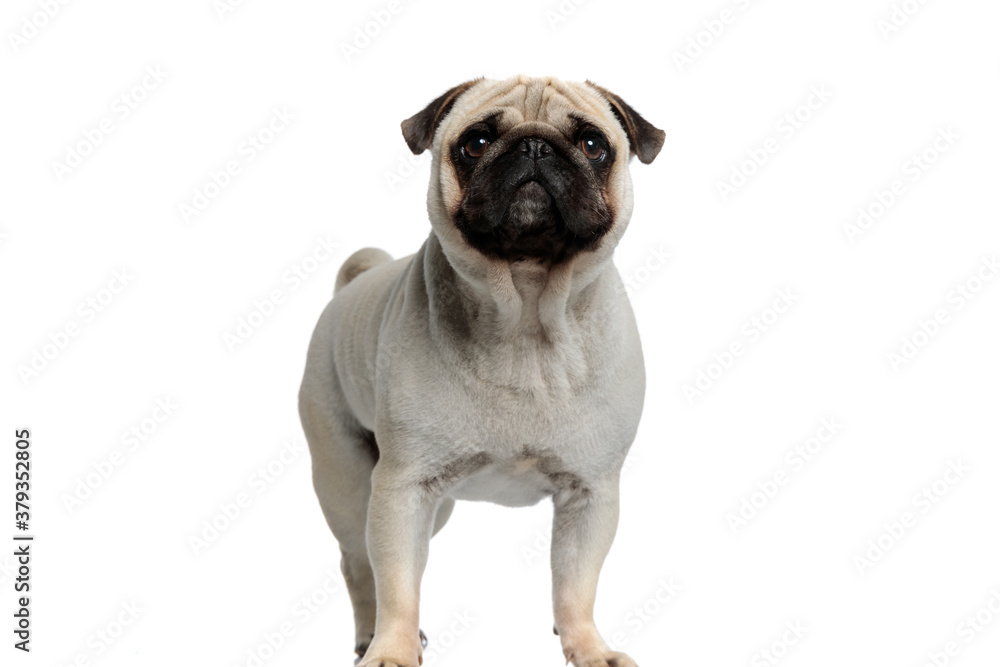 Curious Pug puppy looking forward while standing