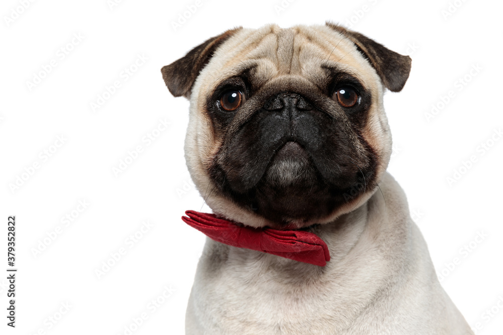 Closeup of an adorable Lovely Pug puppy wearing red bowtie