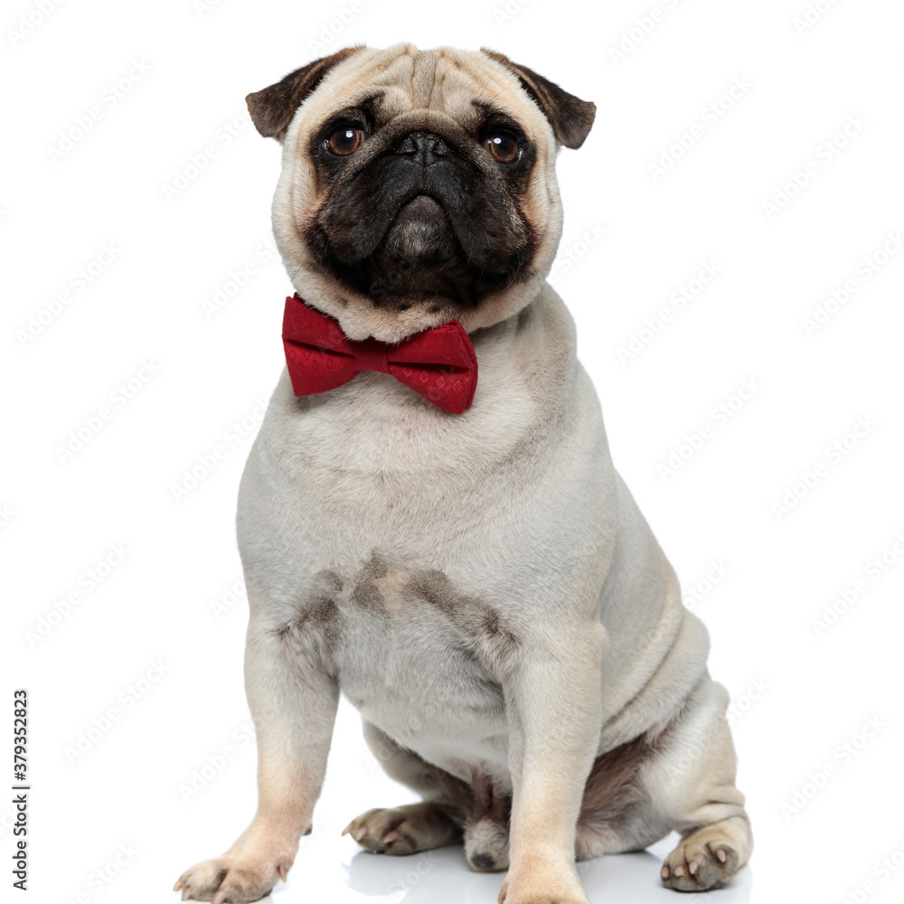 Lovely Pug puppy wearing bowtie while sitting
