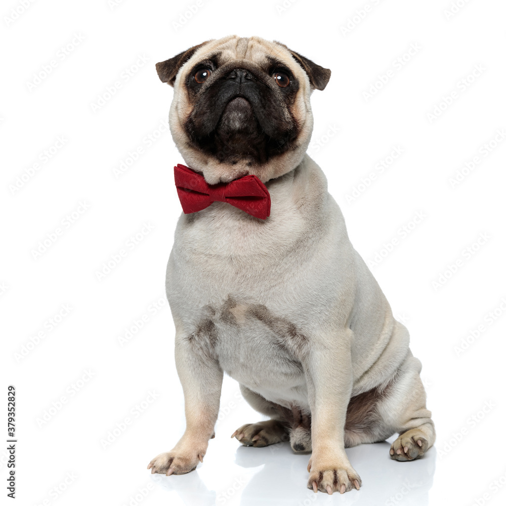 Confident Pug puppy wearing a charming bowtie while sitting