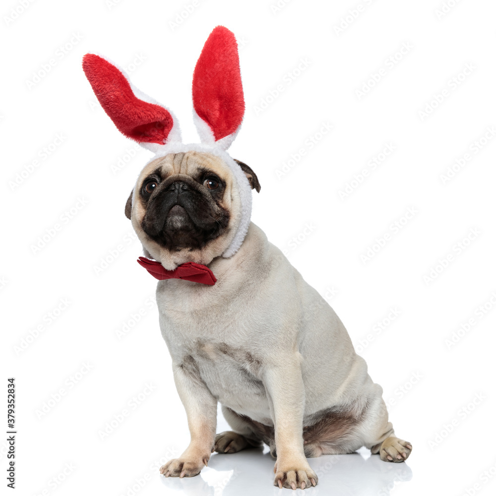 Funny Pug puppy wearing bowtie and rabbit ears