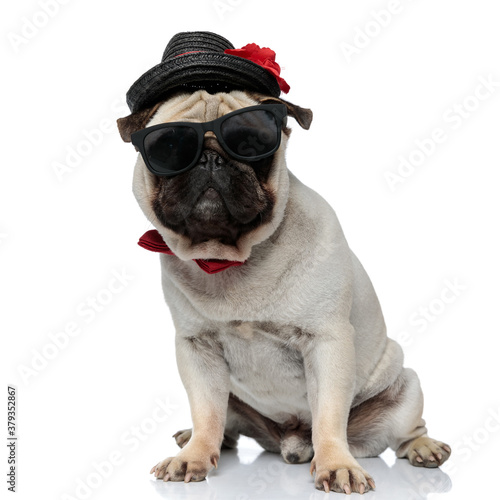 Confident Pug puppy wearing hat, sunglasses and bowtie while sitting © Viorel Sima