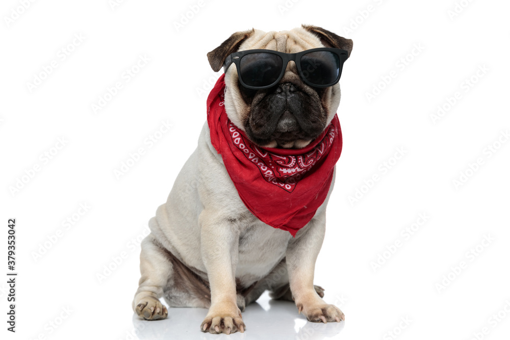 Cool Pug puppy wearing bandana and sunglasses while sitting