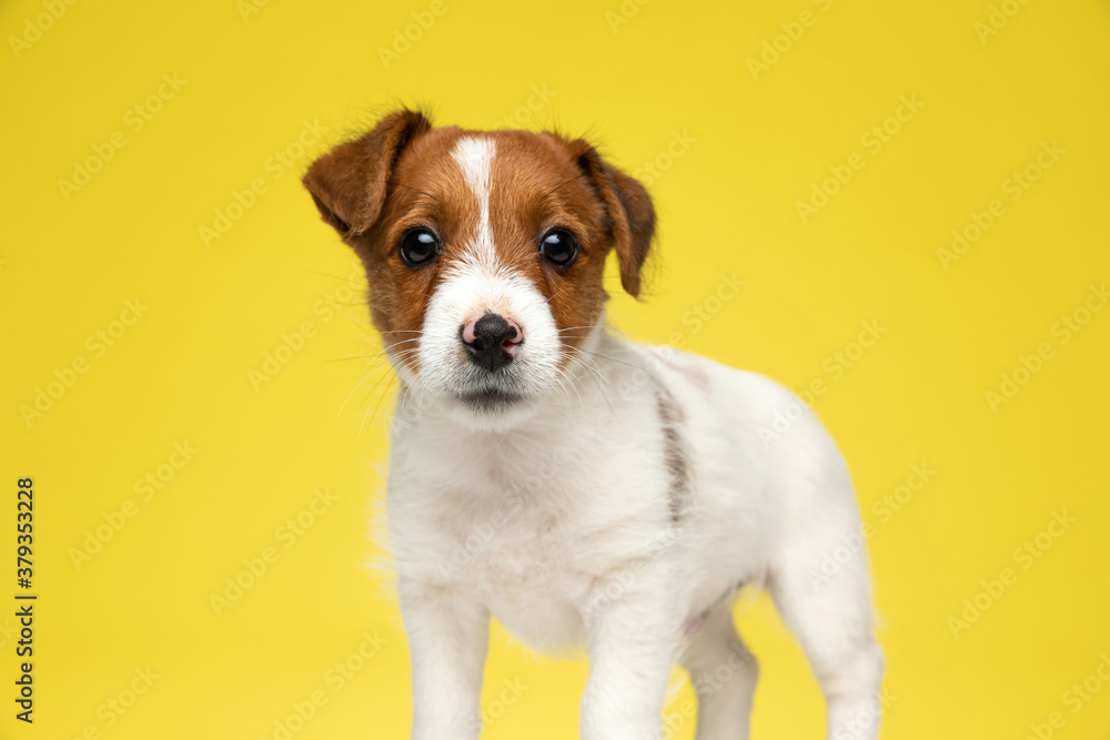 Eager Jack Russell Terrier looking forward while standing
