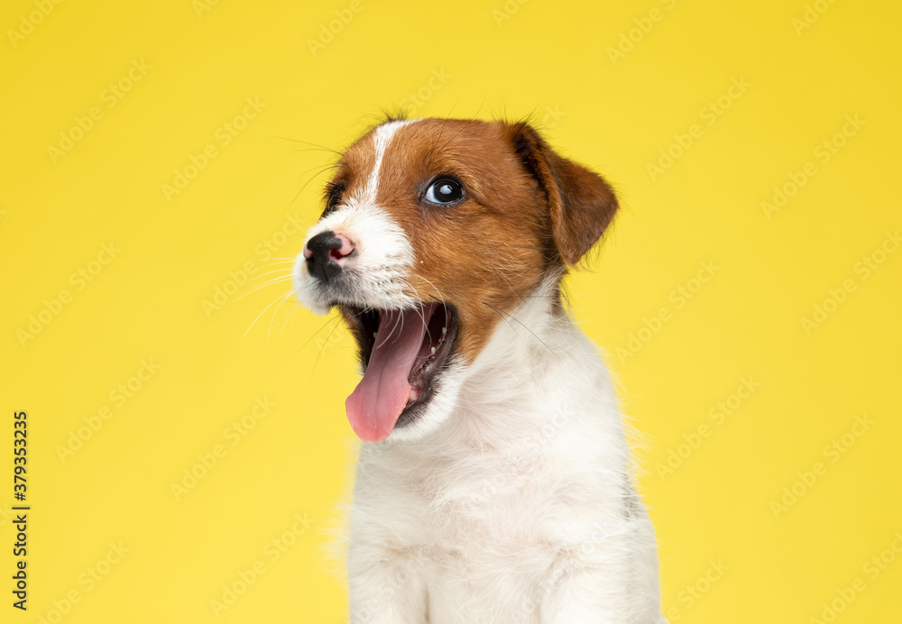 Happy Jack Russell Terrier smiling and panting