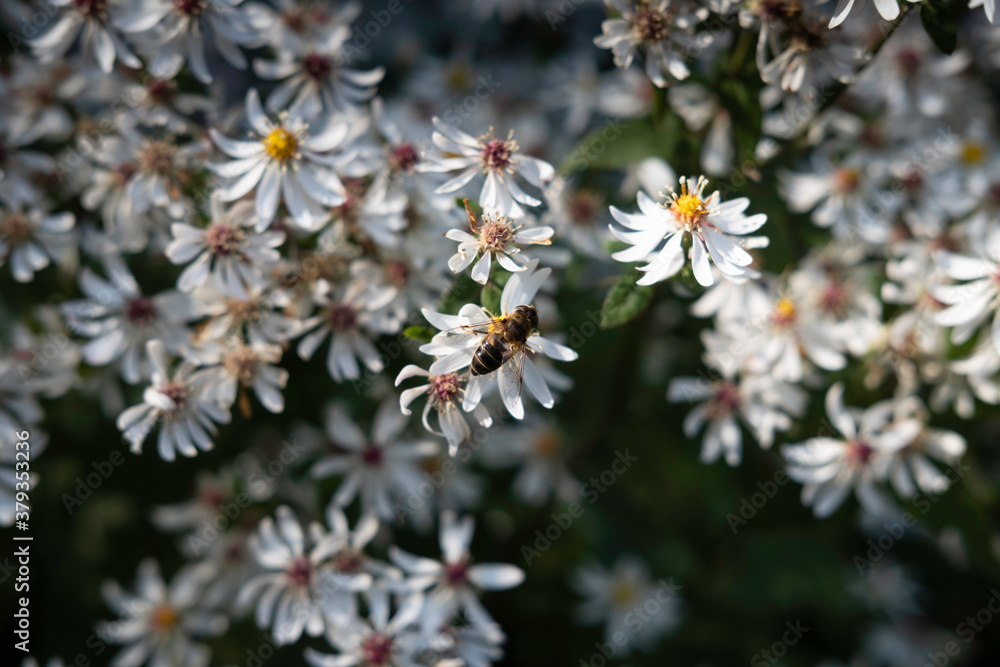 White wood aster or Aster divaricatus with a bee on the white star-shaped flowers White wood aster or Aster divaricatus with a bee on the white star-shaped flowers