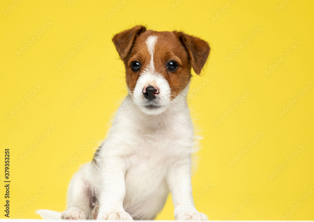 Confident Jack Russell Terrier looking forward while sitting