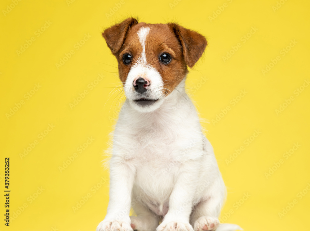 Dutiful Jack Russell Terrier looking forward and waiting