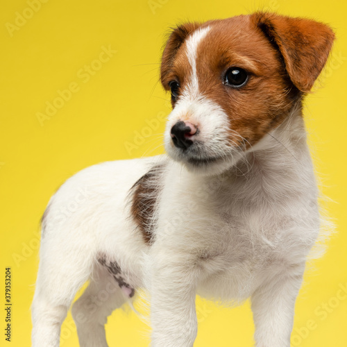 Adorable Jack Russell Terrier looking away while standing