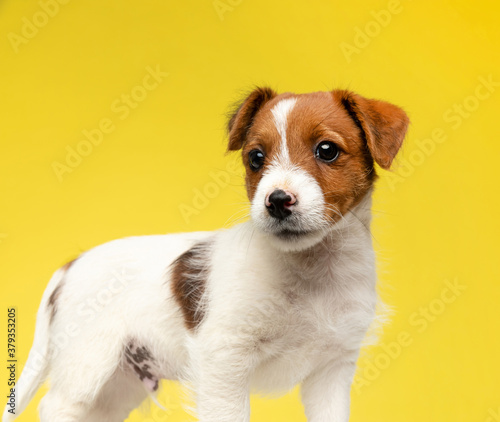 Dutiful Jack Russell Terrier smiling while standing