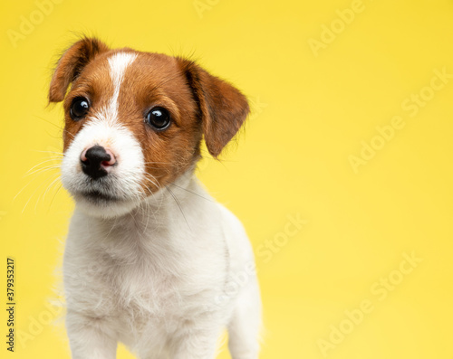 Lovely Jack Russell Terrier looking forward with puppy eyes