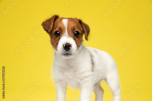 Eager Jack Russell Terrier looking forward while standing