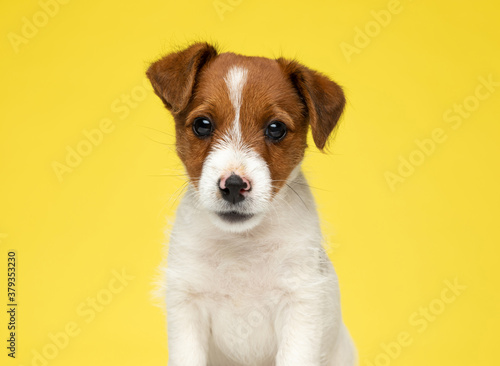 Adorable Jack Russell Terrier looking forward while sitting