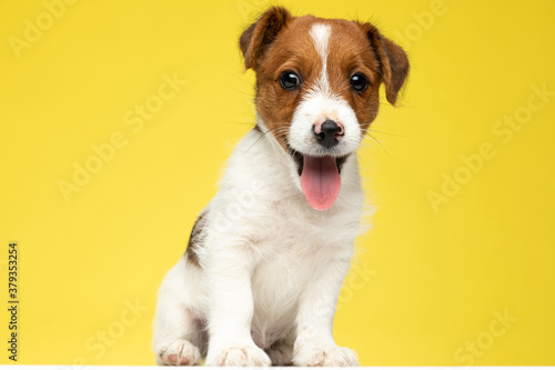 Happy Jack Russell Terrier panting and smiling
