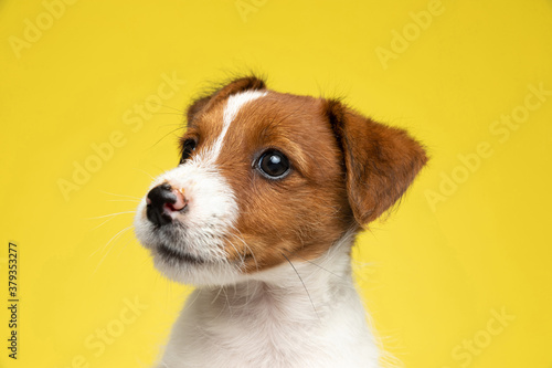 Close up of eager Jack Russell Terrier looking away