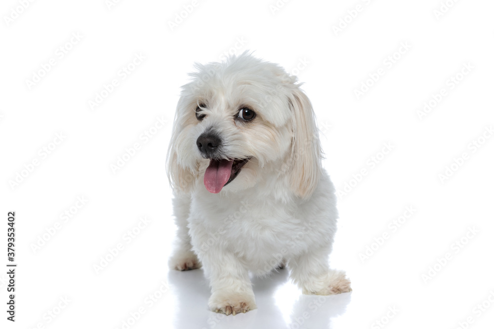 Obraz premium little cute bichon dog looking away with his tongue out