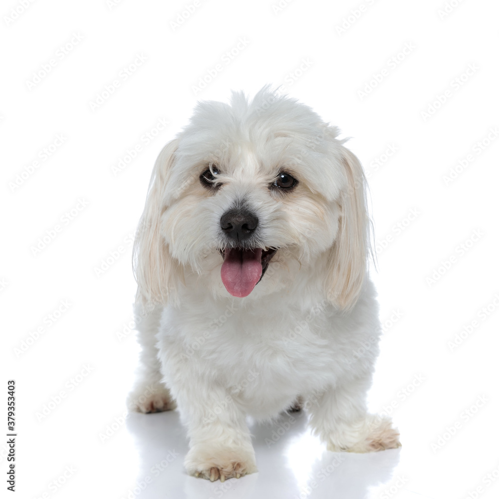 bichon dog with hair in his face is panting