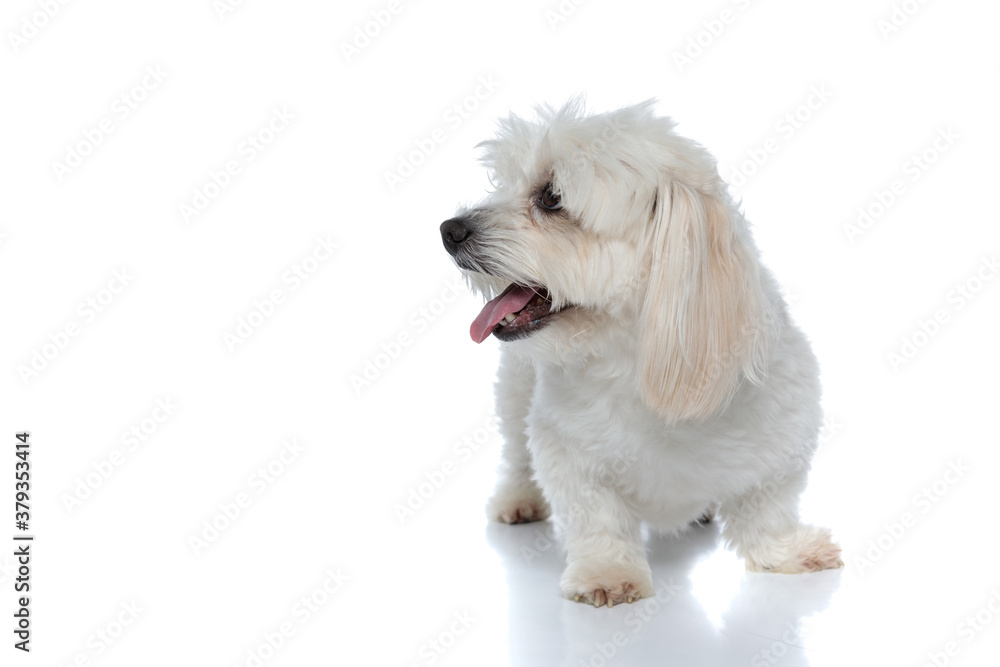sweet little bichon dog looking aside with his tongue exposed sweet little bichon dog looking aside with his tongue exposed