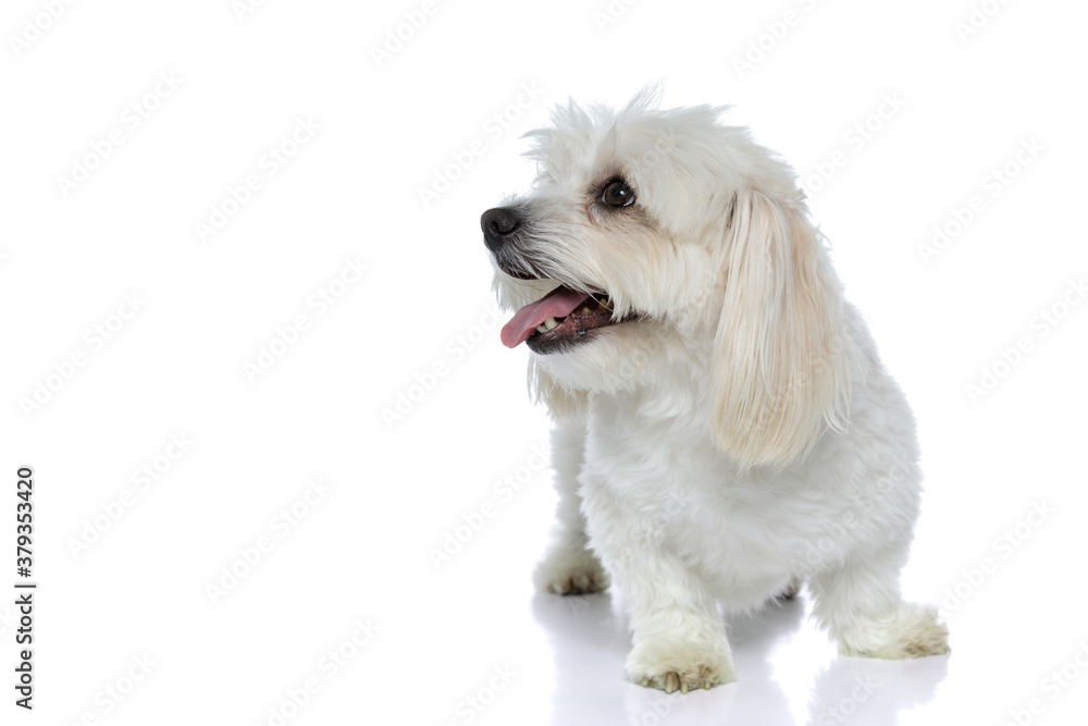 happy bichon dog looking up at something