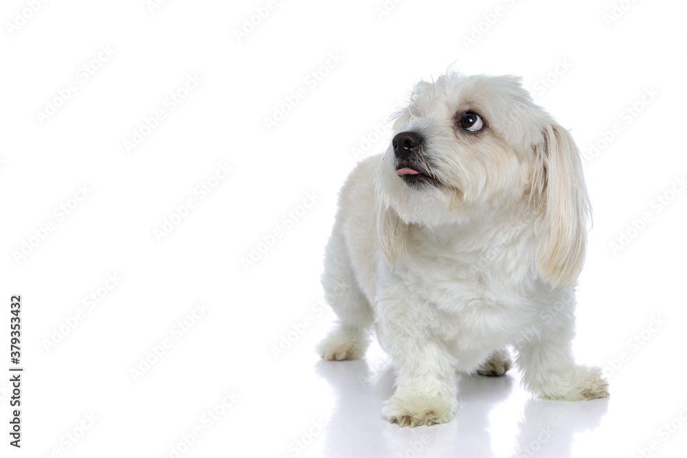 Obraz premium cute bichon dog biting his tongue, looking up