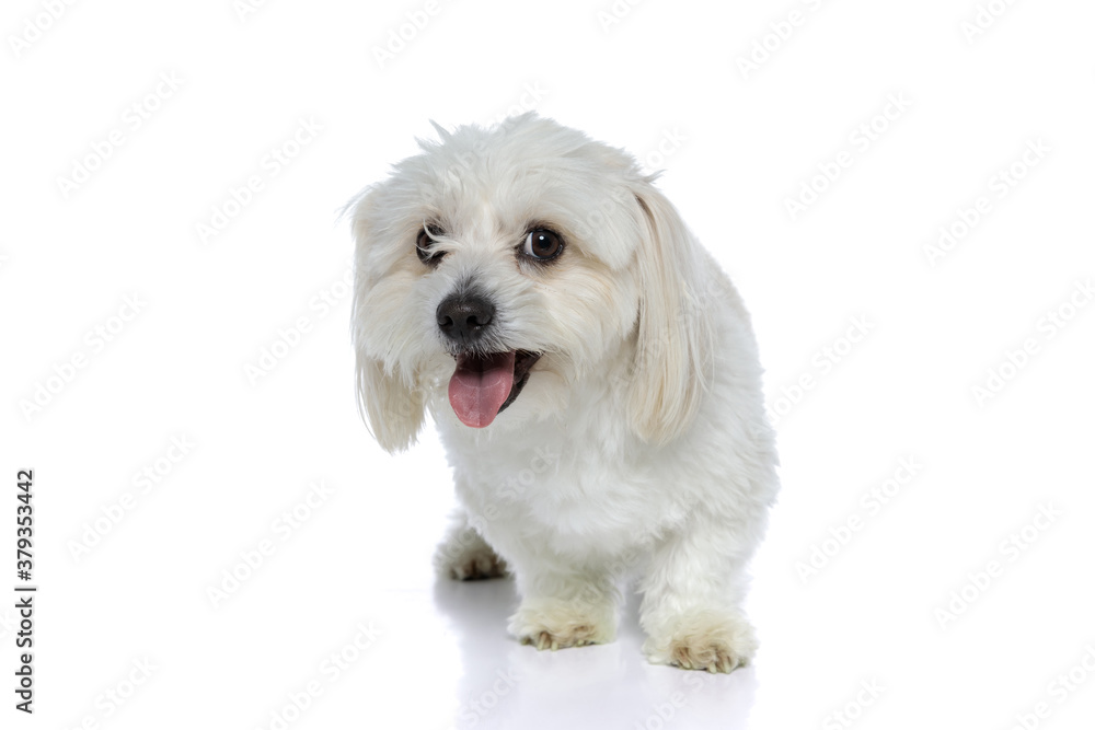 bichon dog standing bent over and sticking out his tongue