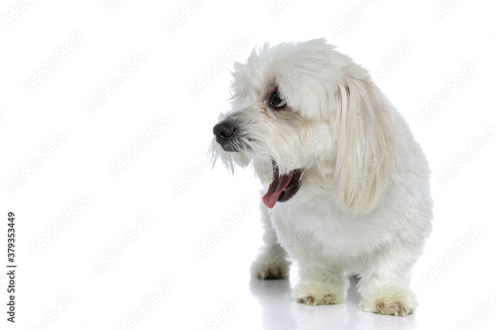 little bichon dog screaming out loud, looking aside