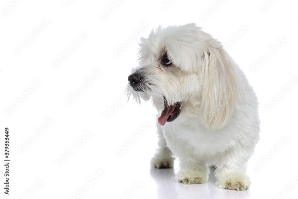 little bichon dog screaming out loud, looking aside little bichon dog screaming out loud, looking aside