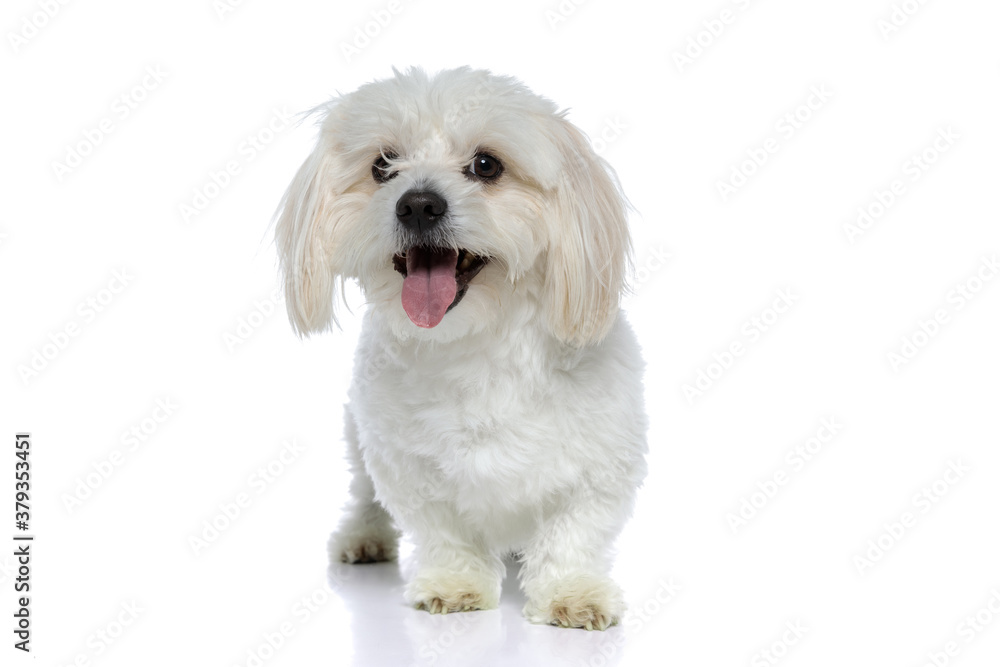 small bichon dog sticking out his tongue