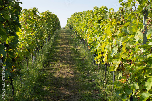 Vineyard with branches and green leaves of grape vines on a sunny autumn afternoon