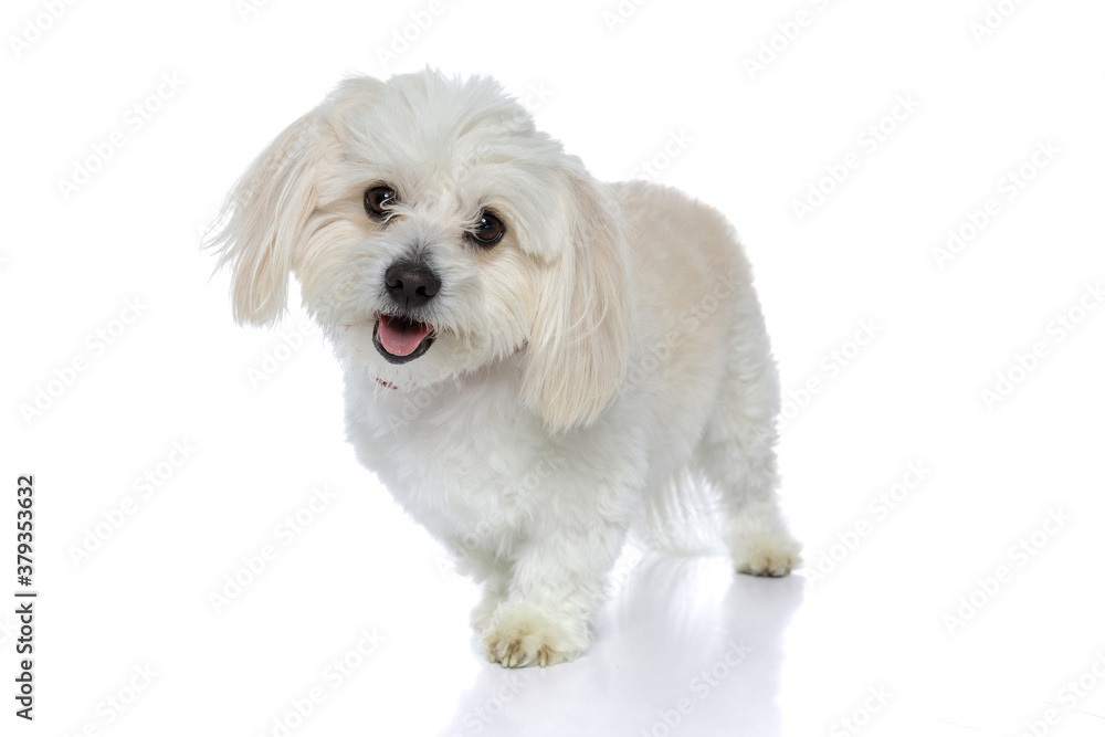 bichon dog looking at camera with cute look on face bichon dog looking at camera with cute look on face