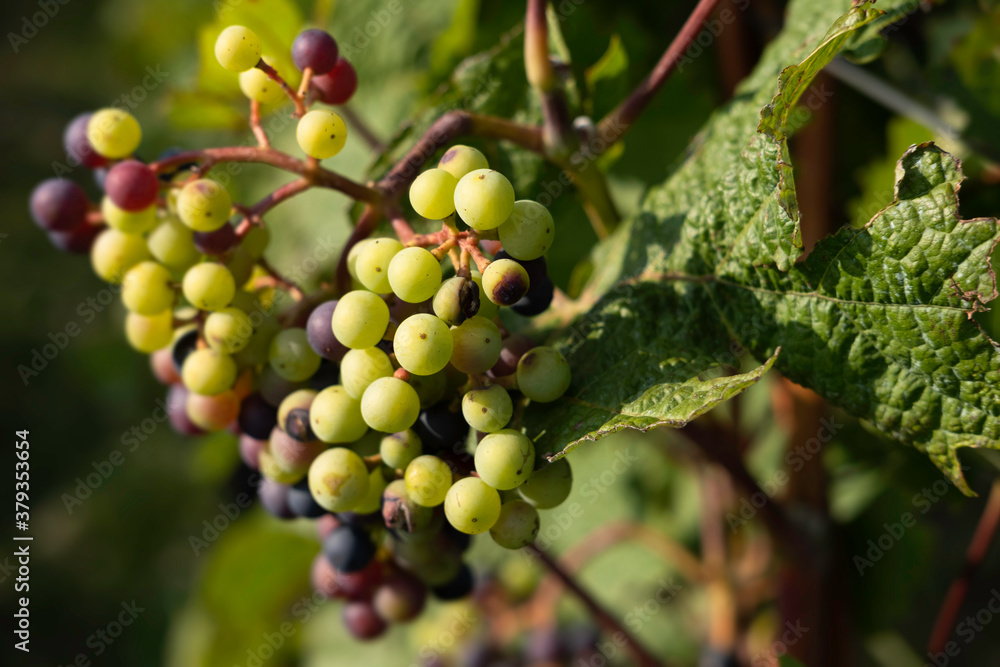 Large clusters of wine grapes hang from a vine with beautiful leaves around it. Narrow depth of field