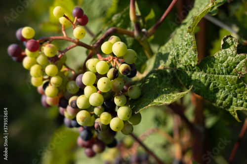 Large clusters of wine grapes hang from a vine with beautiful leaves around it. Narrow depth of field